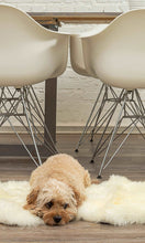 Natural New Zealand Sheepskin Wool Area Rug in White 2' x 3'