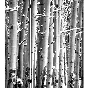 1" X 48" X 72" Multi Color Wood Canvas Birch  Screen