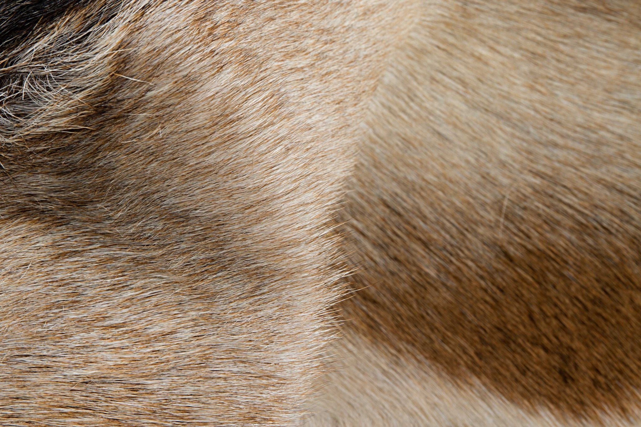 Natural Black And White Calfskin Area Rug - 2' x 3'