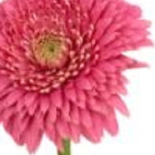 Modern Clear 6 Block Optical Crystal Vase