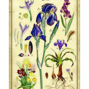 The Iris Arrangement Tapestry Wall Décor