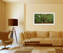 Mighty Moss Laden Tree White Framed Print Wall Art