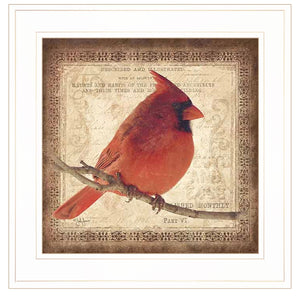 Male Cardinal 1 White Framed Print Wall Art