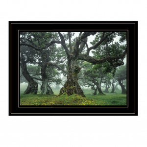 Enchanted Forest I 4 Black Framed Print Wall Art