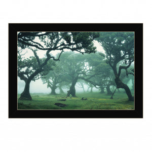 Enchanted Forest II 1 Black Framed Print Wall Art