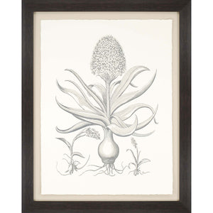 Hyacinthus Sepia Botanical Brown Frame Print Wall Art