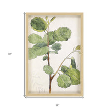 Green Vintage Botanical Brown Shadow Box Framed Wall Art