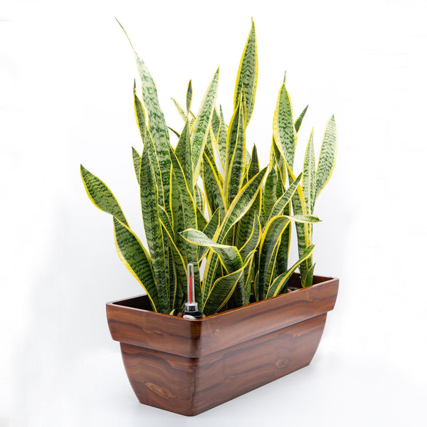 CATLEZA Rectangular Planter